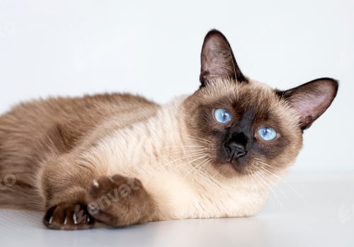 Preview: Pet animal; cute siamese cat
