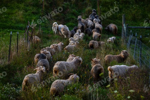 Preview: Angora goats grazing in the field