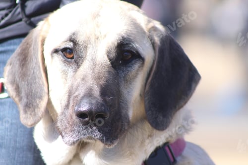 Close-Up of a Dog with a Pink Collar