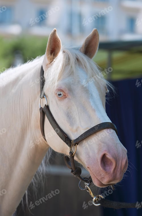 Preview: arabian, horse, mare, stallion, riding
