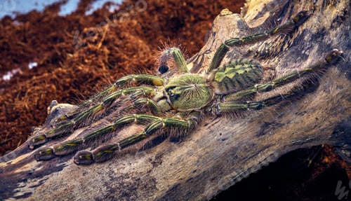 Preview: Tarantula Poecilotheria Rufilata Close-Up On A Background Of Brown Tree