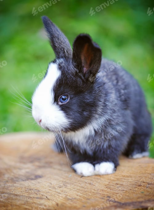 Preview: Funny baby rabbit on a stump
