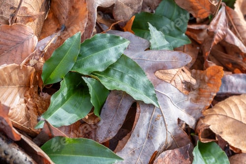 Preview: Green and Brown in Fall