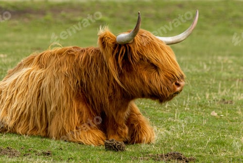 Preview: a highland cow laying down on a green grass covered field