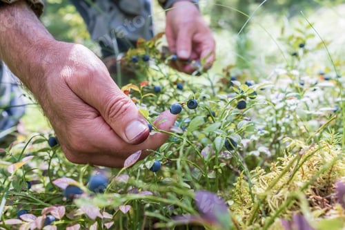 Preview: Male hands harvesting ripe blueberries in forest. Harvest of Vaccinium myrtillus berries