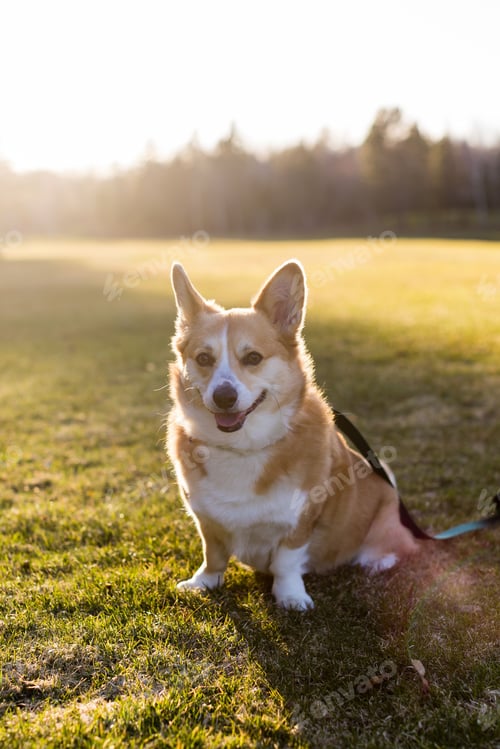 Preview: Vertical shot of a Pembroke Welsh Corgi dog