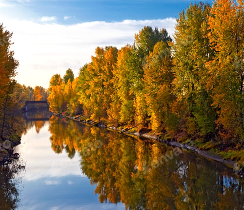 Preview: Trees Along River