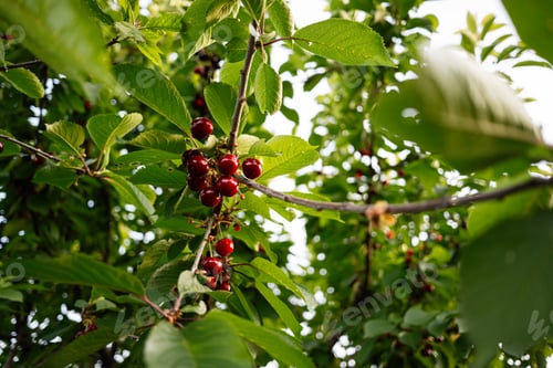 Preview: Close-up of red cherries on a tree branch surrounded by green leaves