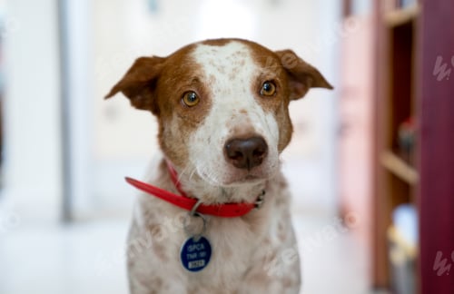 Preview: Close-up brown and white dog portrait