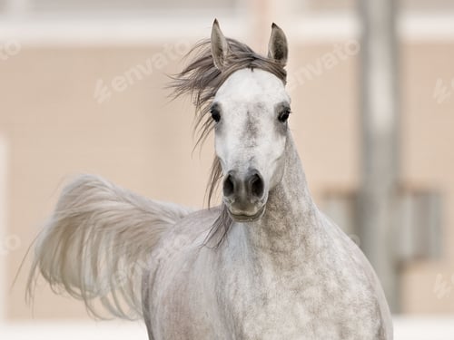 Preview: arabian, horse, mare, stallion, riding