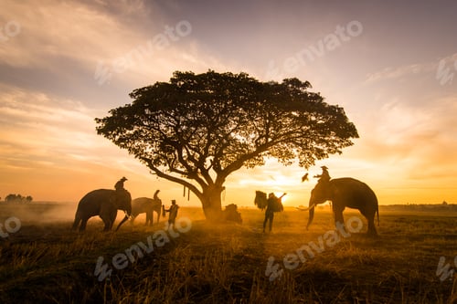 Preview: Elephants at sunrise in Thailand