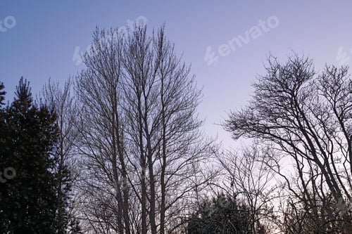 Preview: Forest and trees in very early spring - Denmark