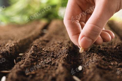 Preview: Farmer planting seeds into fertile soil, closeup with space for text. Gardening time