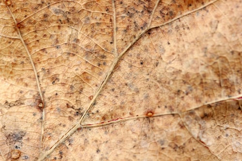 Preview: Abstract yellow leaf texture background