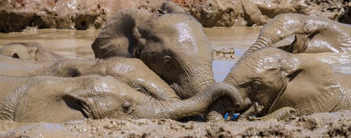 Preview: Elephants in South Africa, Family of elephant in Addo elephant park