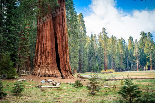 Preview: Sequoia Tree Overlooking The Meadow, Sequoia National Park, California