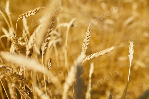 Preview: Close up wheat harvest, wheat field background in the sun day, summer