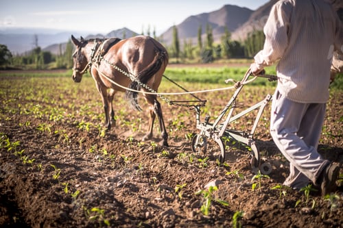 Preview: Farmer ploughing crops in a field in the Andes Mountains landscape in the Cachi Valley scenery, Calc