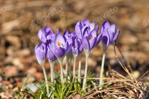 Preview: Closeup of Crocus vernus, spring crocus, giant crocus.