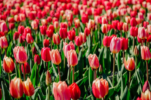 Preview: Group of red tulips in the park
