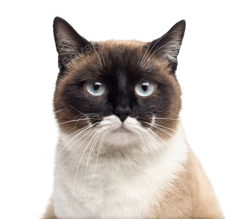 Preview: Close-up of a European shorthair, isolated on white
