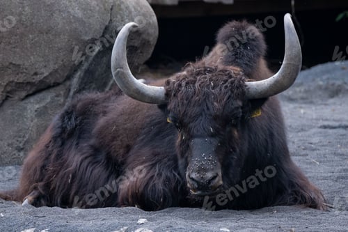 Preview: Domestic buffalo resting on a rocky landscape ground
