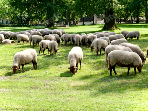 Preview: Sheep eating grass