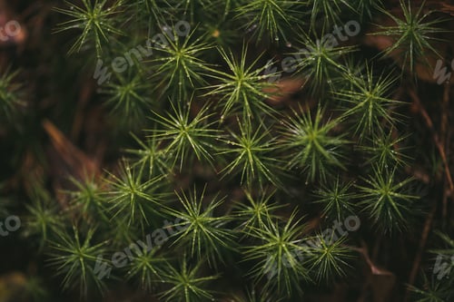 Preview: nature