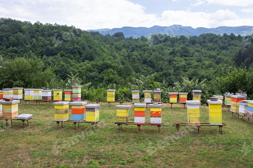 Preview: Colored beehives in a meadow in the countryside of Montenegro. Apiary, beekeeping in Europe.