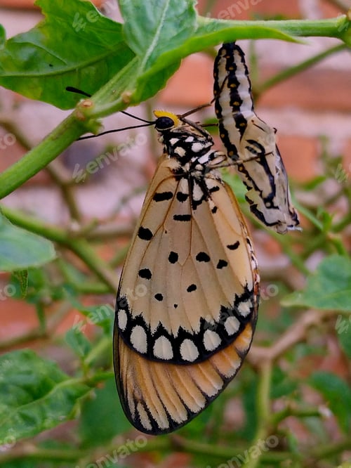 Preview: acraea terpsicore life cycle