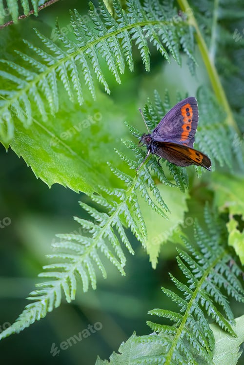 Preview: Closeup of a lepidopteran butterfly perched on a green plant