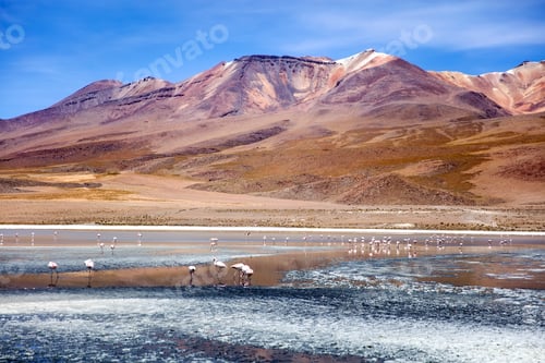 Preview: Laguna Colorada in Bolivia