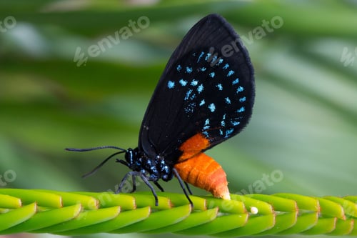 Preview: Macro shot of an endangered atala butterfly laying eggs
