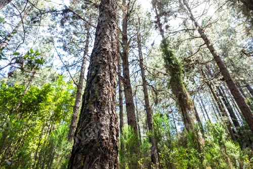 Preview: High trunk tree in the forest wood. Concept of love for nature and stop deforestation. Environment