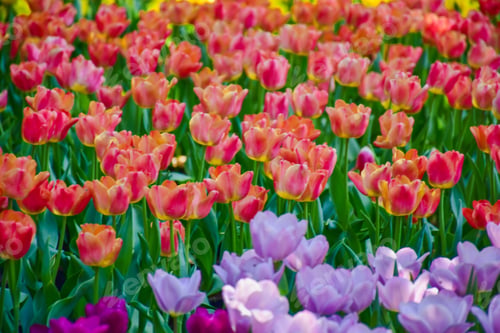 Preview: Tulip flowers for decoration, beauty, postcard and agricultural concept design