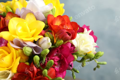 Preview: Beautiful bright spring freesia flowers on color background, closeup