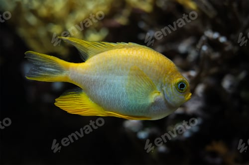 Preview: Golden damselfish fish underwater in sea