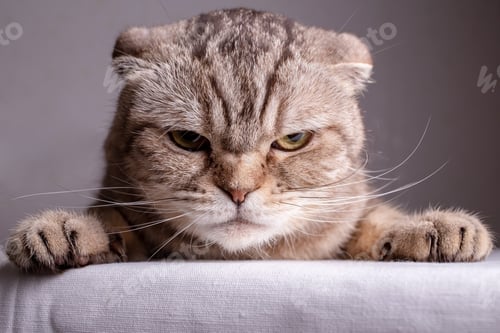 Preview: Dissatisfied Scottish Fold cat is on the table and angrily looks at the camera