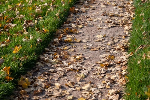 Preview: Ground path stretches between lush green grass covered with fallen yellowed leaves in city park