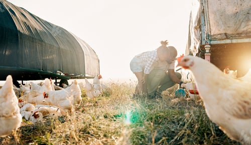 Preview: Chicken coop, farming and family with birds check outdoor for sustainability and agriculture. Dad,