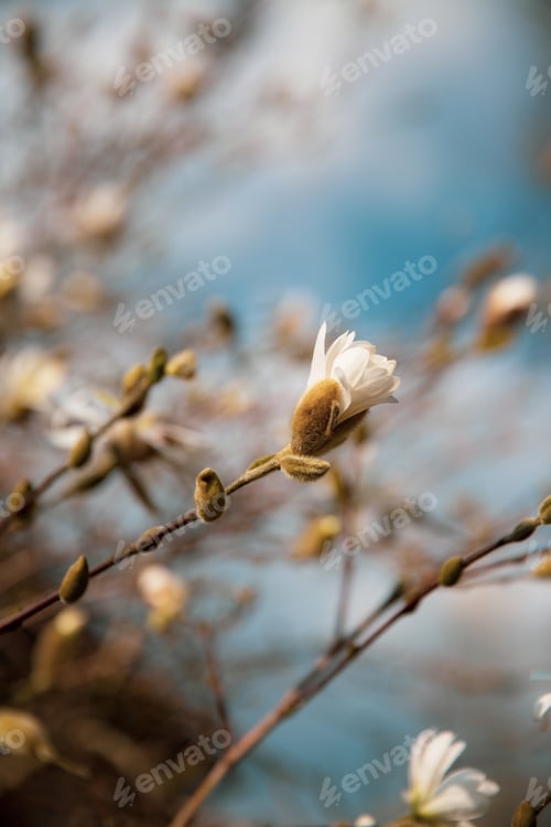 Preview: Beautiful Spring background with magnolia tree in bud and bloom showing delicate white petals