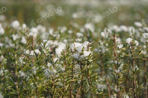 Preview: Snow covers green plants in a serene field during winter