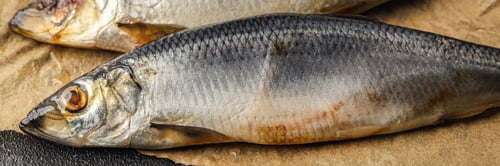 Preview: Herring fresh fish seafood pescetarianism tasty food dish fresh delicious gourmet food background