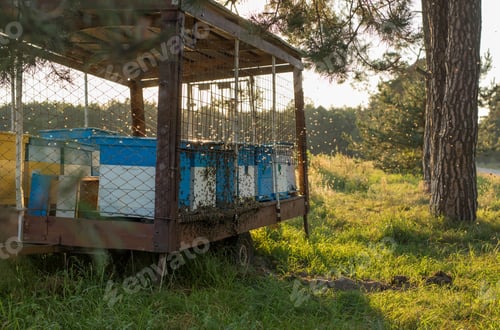 Preview: Apiary with beehives on a car platform in a field.