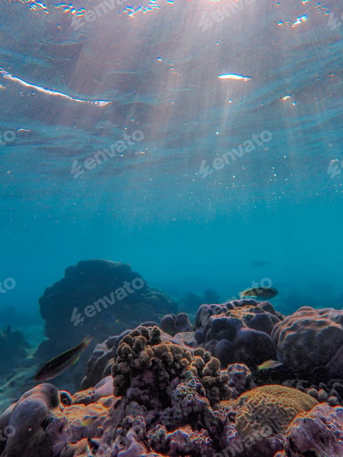 Preview: Beautiful view of the underworld of the ocean