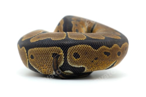 Preview: Snake Ball python isolated on white background