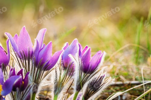 Preview: Wild Young Pasqueflower In Early Spring. Flowers Pulsatilla Pat