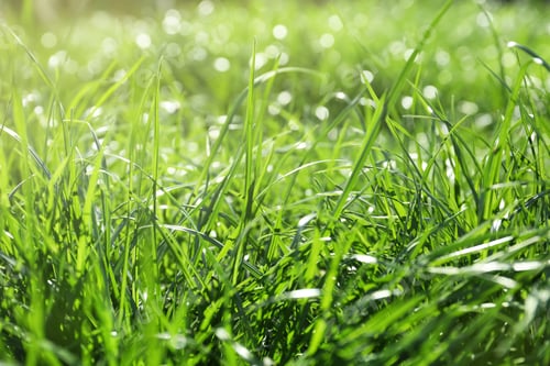 Preview: Lush green grass outdoors on sunny day, closeup