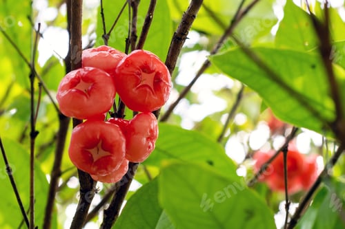 Preview: Close-up shot of some java apples growing on the tree.