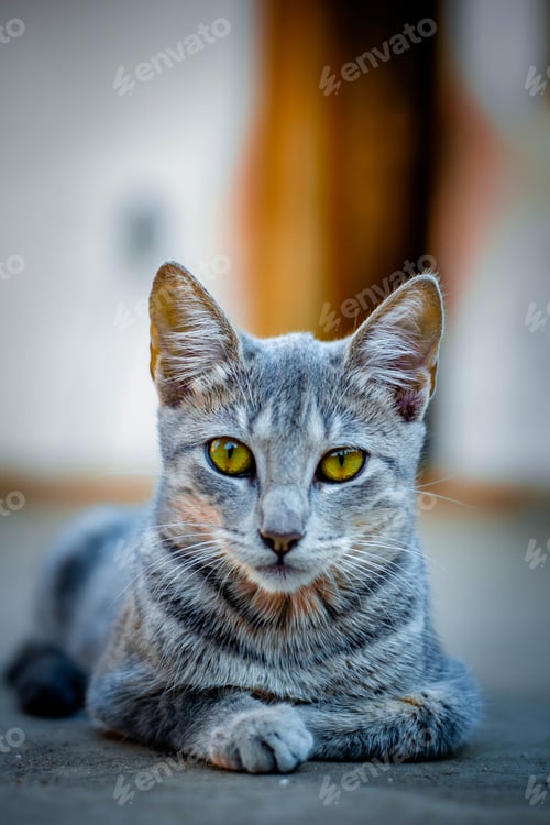 Preview: Gray cat with vibrant yellow eyes looking at the camera